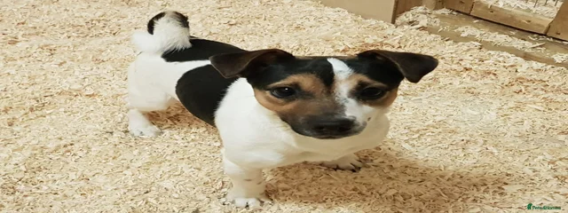 Billy