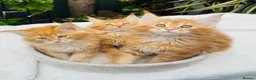Maine Coon cats for sale: Pure breed Maine coon kittens  - Advert 12