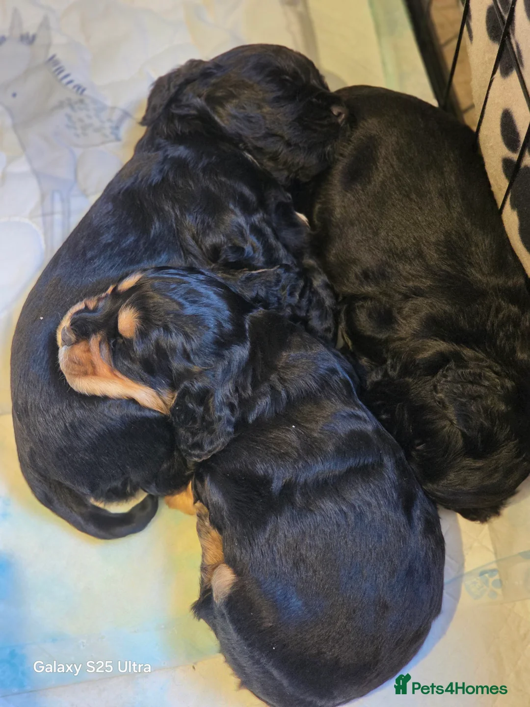 Cocker Spaniel dogs for sale: 3 cocker spaniel boys for sale in Prenton - Advert 1