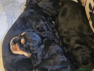 Cocker Spaniel dogs 3 cocker spaniel boys for sale in Prenton - Advert 1