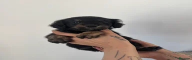 Tri boy 