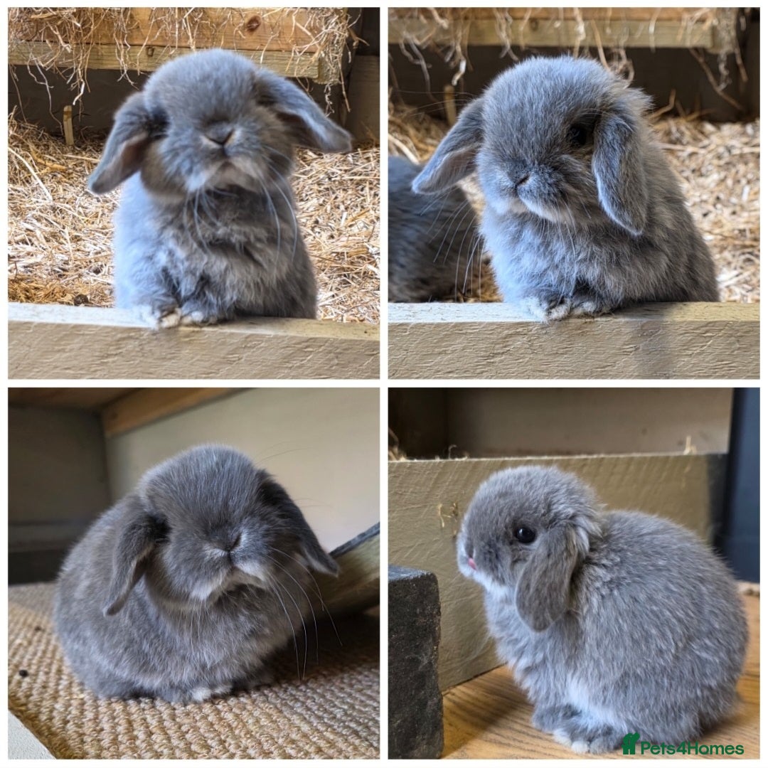 Mini Lop rabbits Mini lops looking for loving home - Advert 21