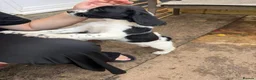 English Springer Spaniel dogs for sale: Engilish springer spaniel puppies  - Advert 38