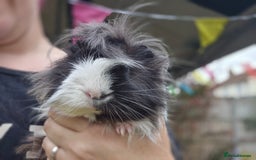 Guinea Pig rodents for sale: 2 bonded male guinea pigs - Image 4
