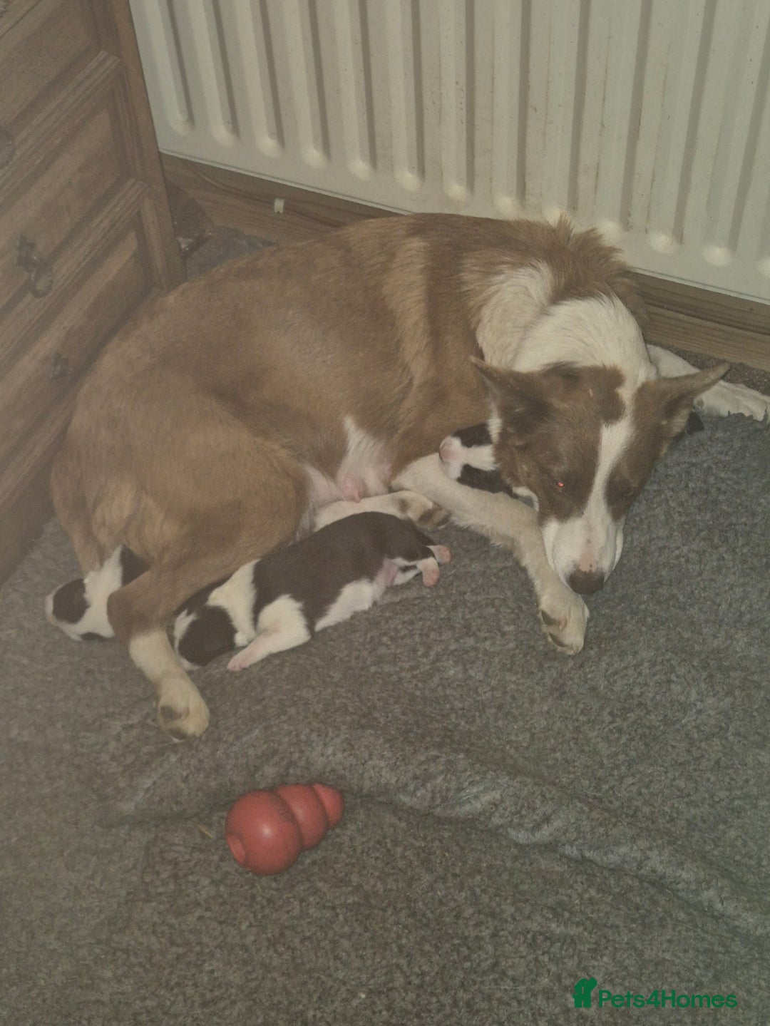 Border Collie dogs for sale: stunning border collie pups - Image 3