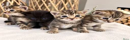 Domestic Shorthair cats for sale: Beautiful Home-Raised Black, Tabby &Torbie Kittens in Barnsley - Advert 6