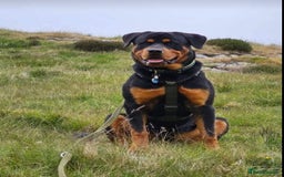 Rottweiler dogs for sale: Big beautiful Rottweiler puppies KC - Image 11