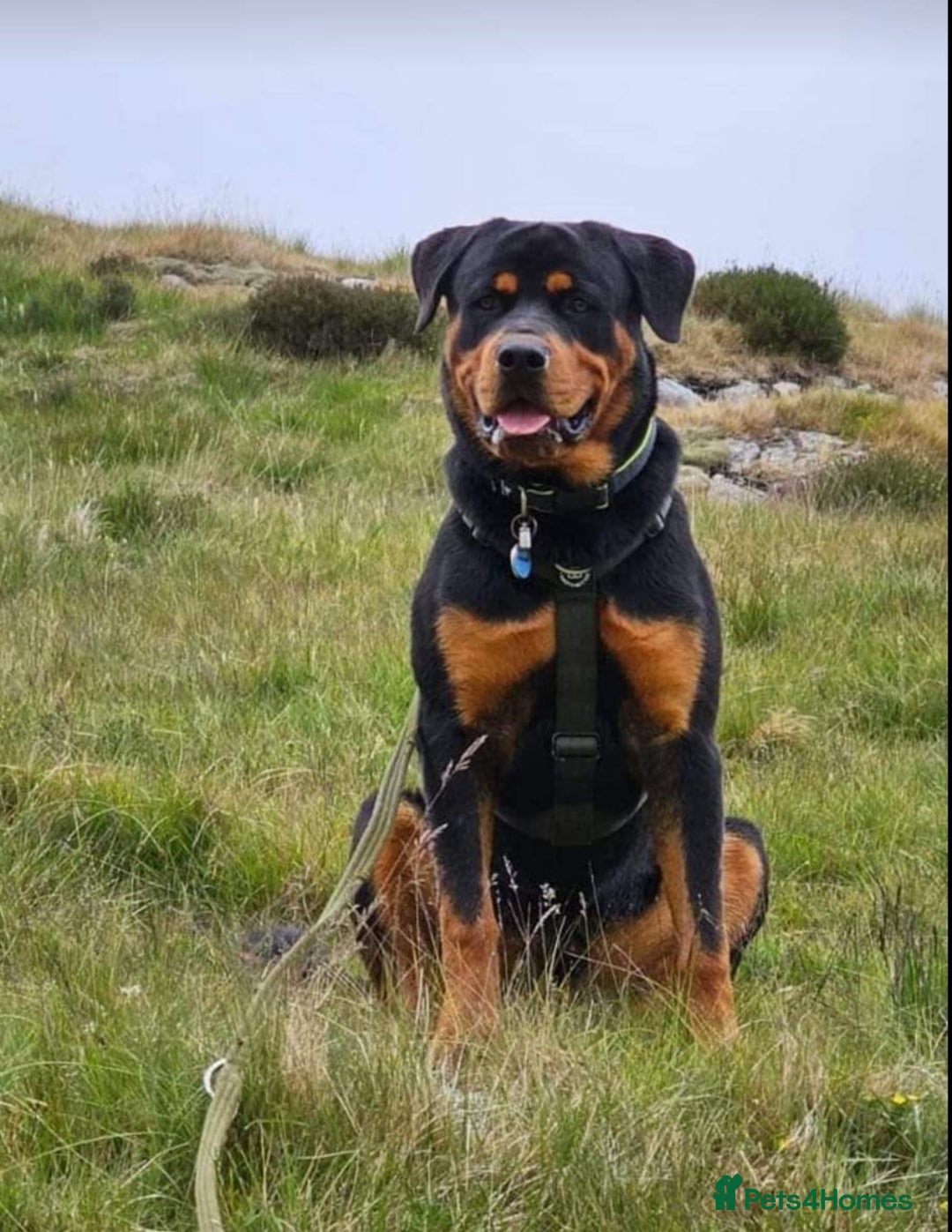 Rottweiler dogs for sale: Big beautiful Rottweiler puppies KC - Image 11