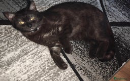 Mixed Breed cats for sale: Kittens - Image 13