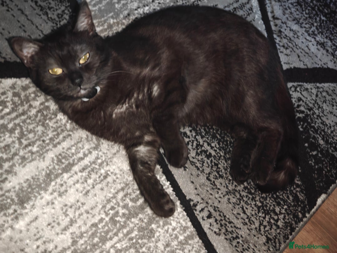Mixed Breed cats for sale: Kittens - Image 13