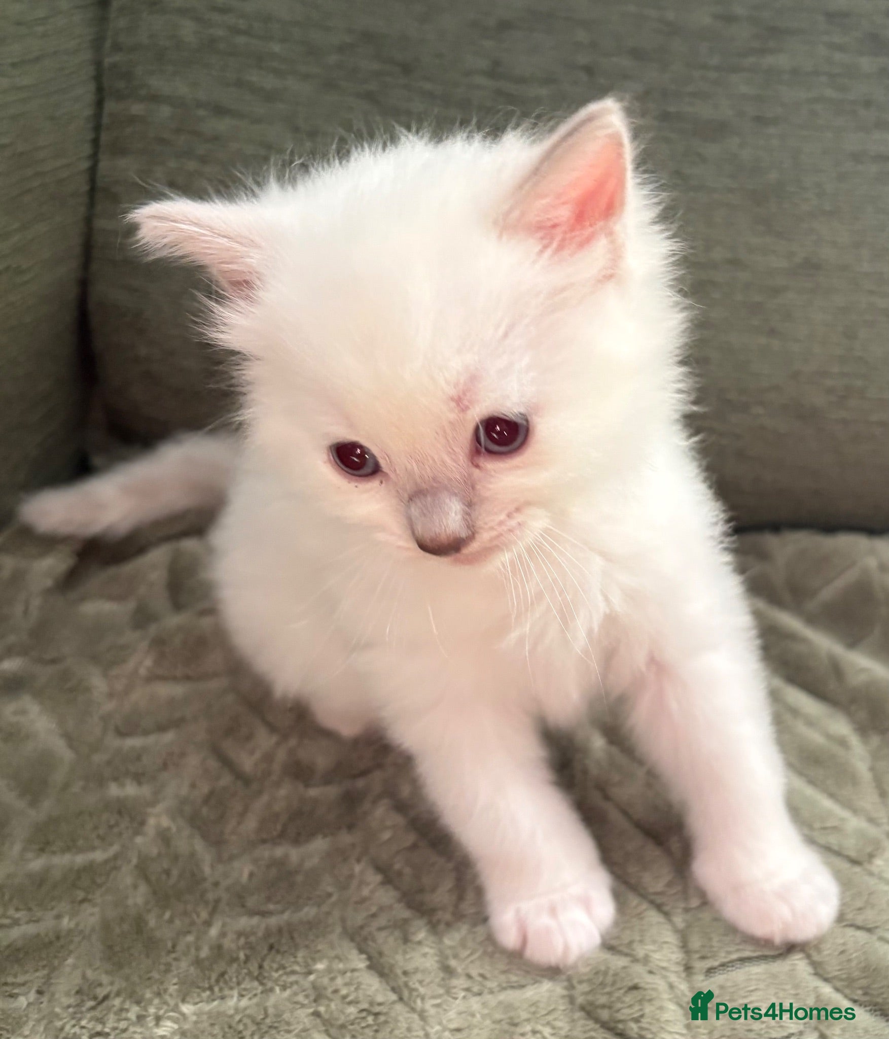 Ragdoll cats Pure breed ragdolls - Advert 17