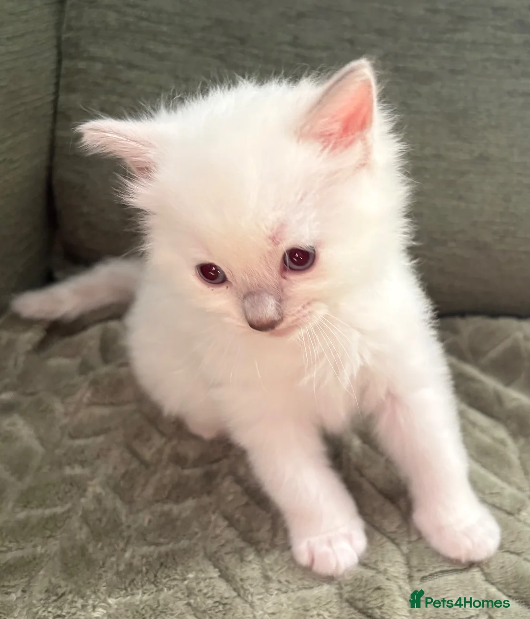 Ragdoll cats for sale: Pure breed ragdolls in Colchester - Advert 9