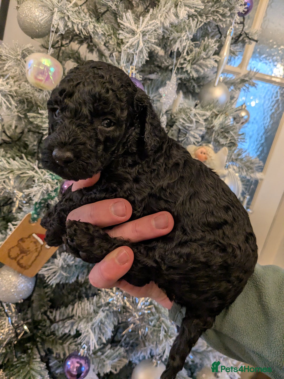 Cockapoo dogs for sale: ⭐Cockapoo beauties born to steal hearts⭐ - Advert 2