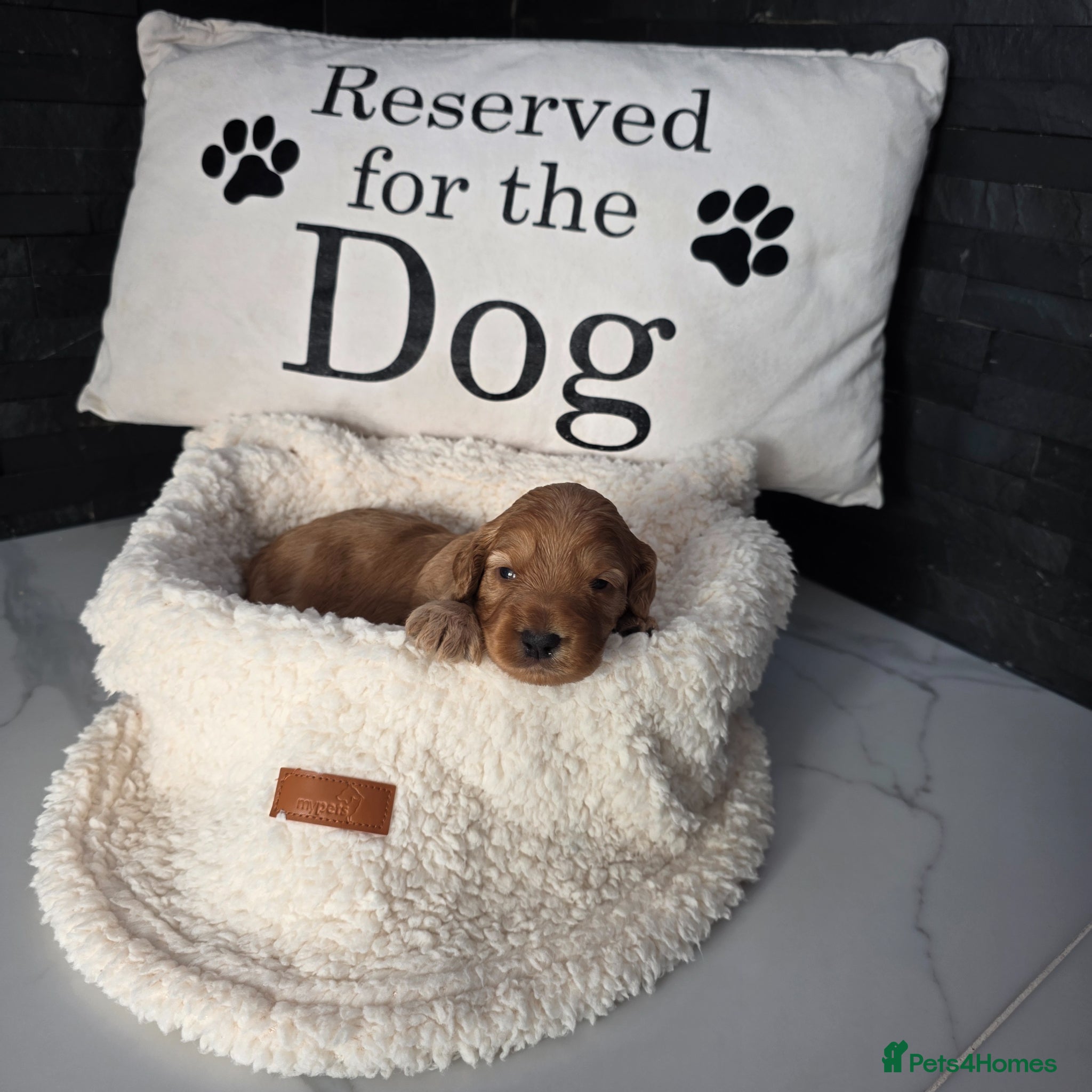 Cockapoo dogs for sale: Adorable f2 cockapoo  in Swadlincote - Advert 13