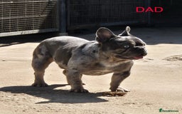 French Bulldog dogs for sale: French Bulldog Puppies–4 Girls & 2 Boys READY NOW  in Walton-on-Thames - Image 6
