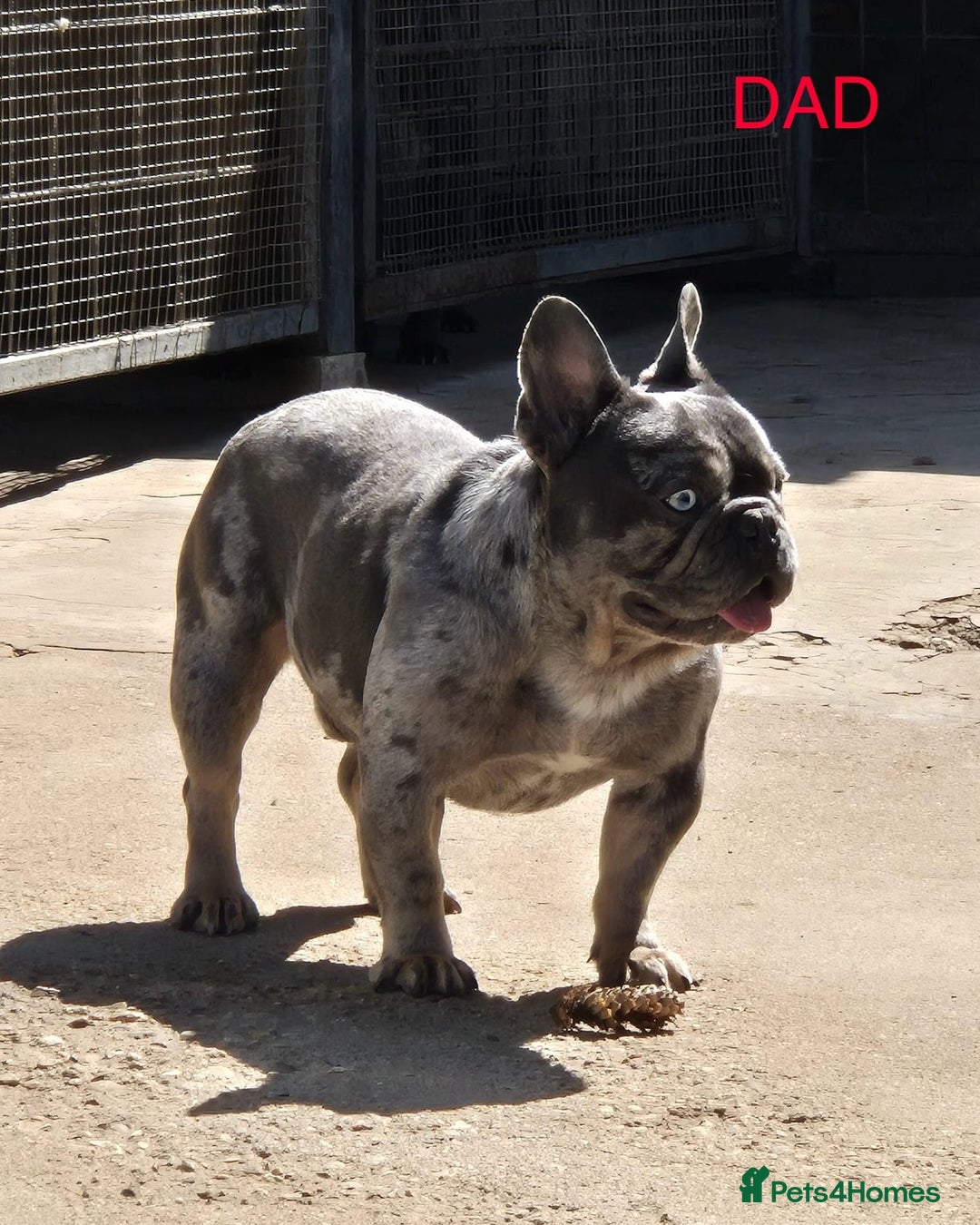 French Bulldog dogs for sale: French Bulldog Puppies–4 Girls & 2 Boys READY NOW  in Walton-on-Thames - Image 6