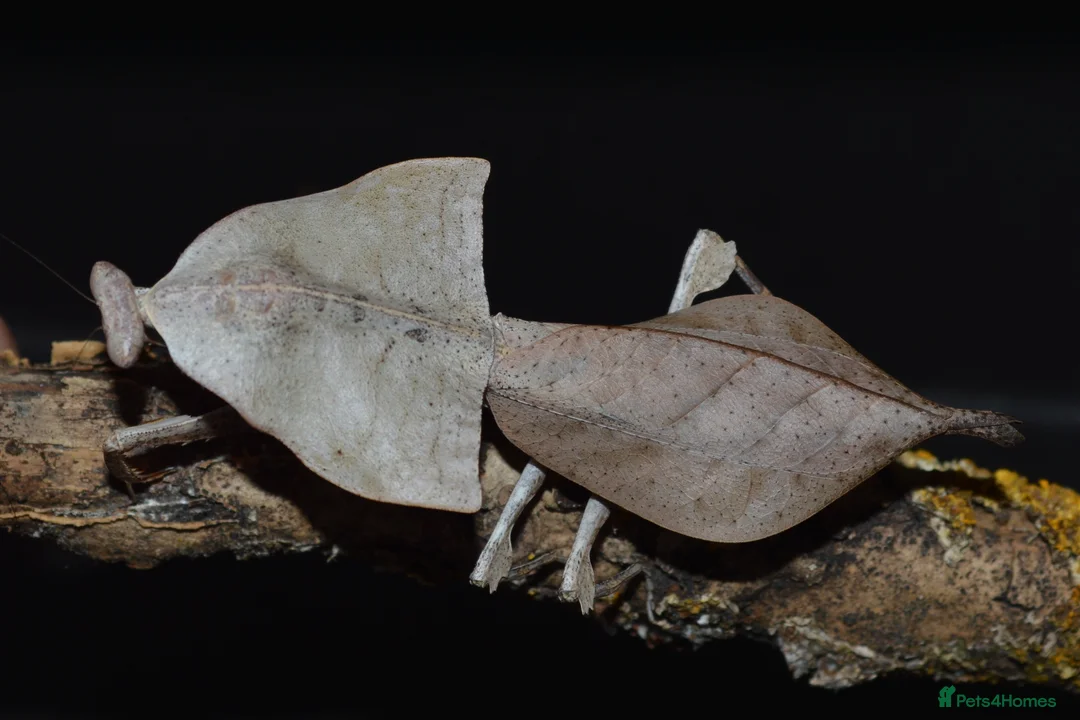 Praying Mantis invertebrates for sale: Various Praying Mantis. PLEASE READ FULL ADVERT.  - Advert 2