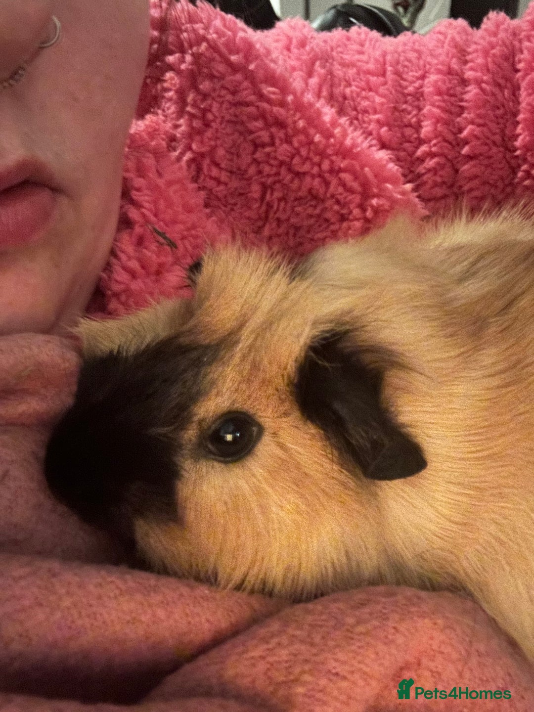 Guinea Pig rodents for sale: Two male guinea pigs 6 months old - Advert 3