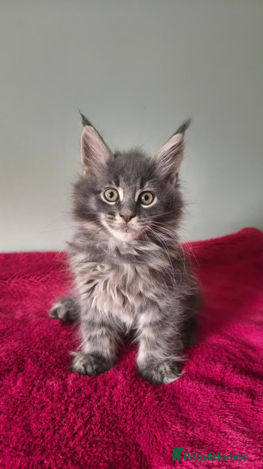 Maine Coon cats Tica registered Maine coon kittens - Advert 1