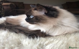 Ragdoll cats for sale: Beautiful Ragdoll kittens - Image 10