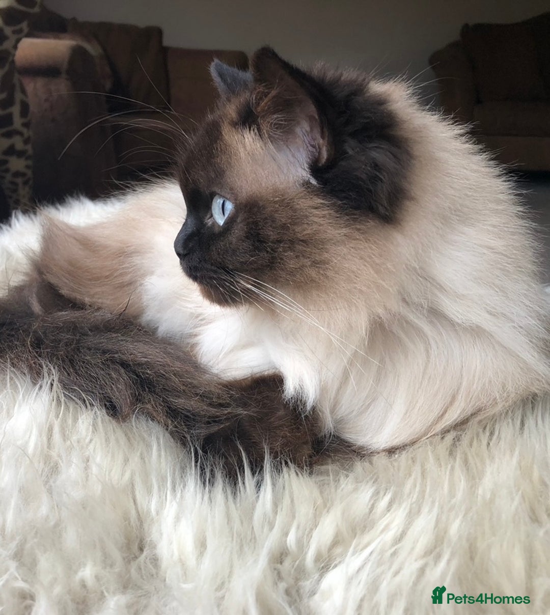 Ragdoll cats for sale: Beautiful Ragdoll kittens - Image 10