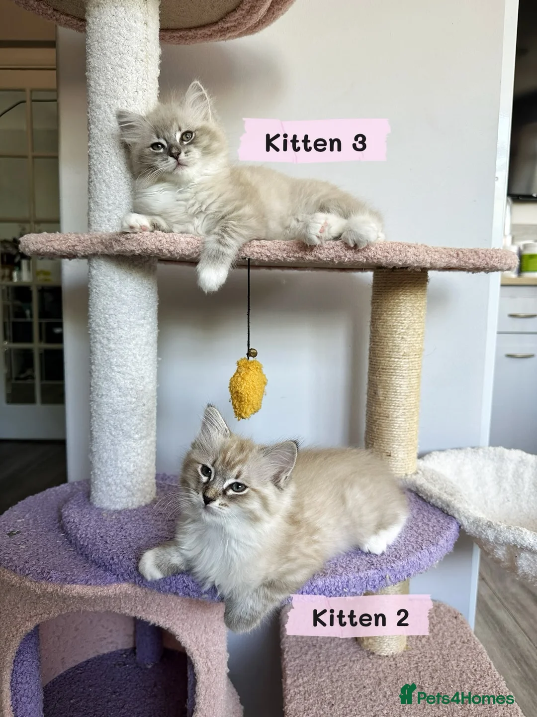 Ragdoll cats for sale: Amazing Ragdoll kittens in Leighton Buzzard - Advert 2