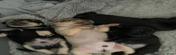 Mixed Breed dogs for sale: Dachshund x pug in Bathgate - Advert 2