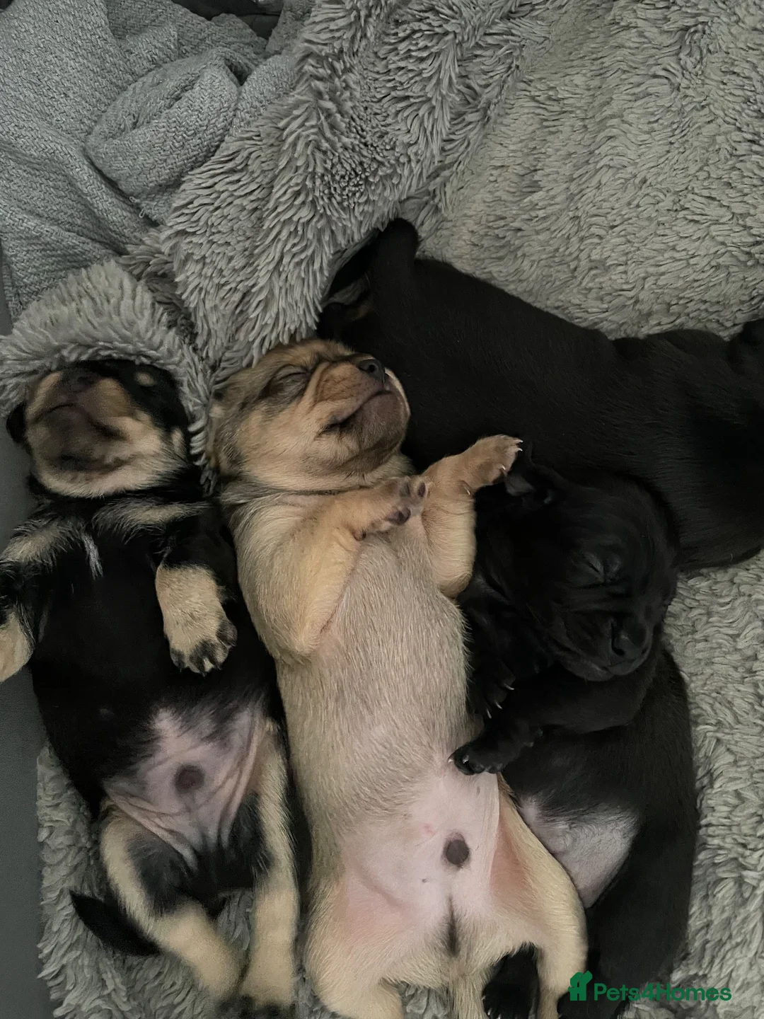 Mixed Breed dogs for sale: Dachshund x pug in Bathgate - Advert 2