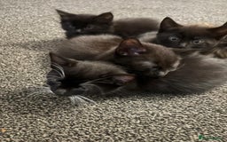 Mixed Breed cats for sale: Beautiful Kittens Looking for a Loving Home 🐾 - Image 1