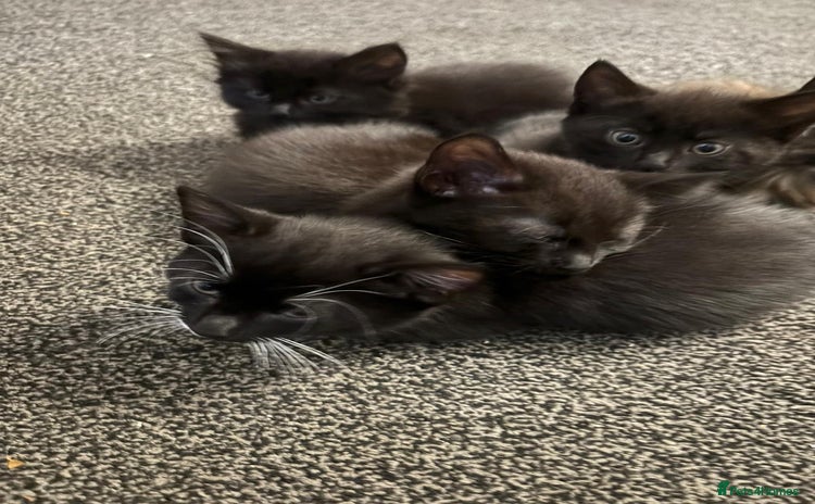 Mixed Breed cats - Advert 11