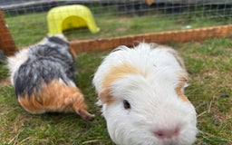 Guinea Pig rodents for sale: Marble and Peanut - Image 2