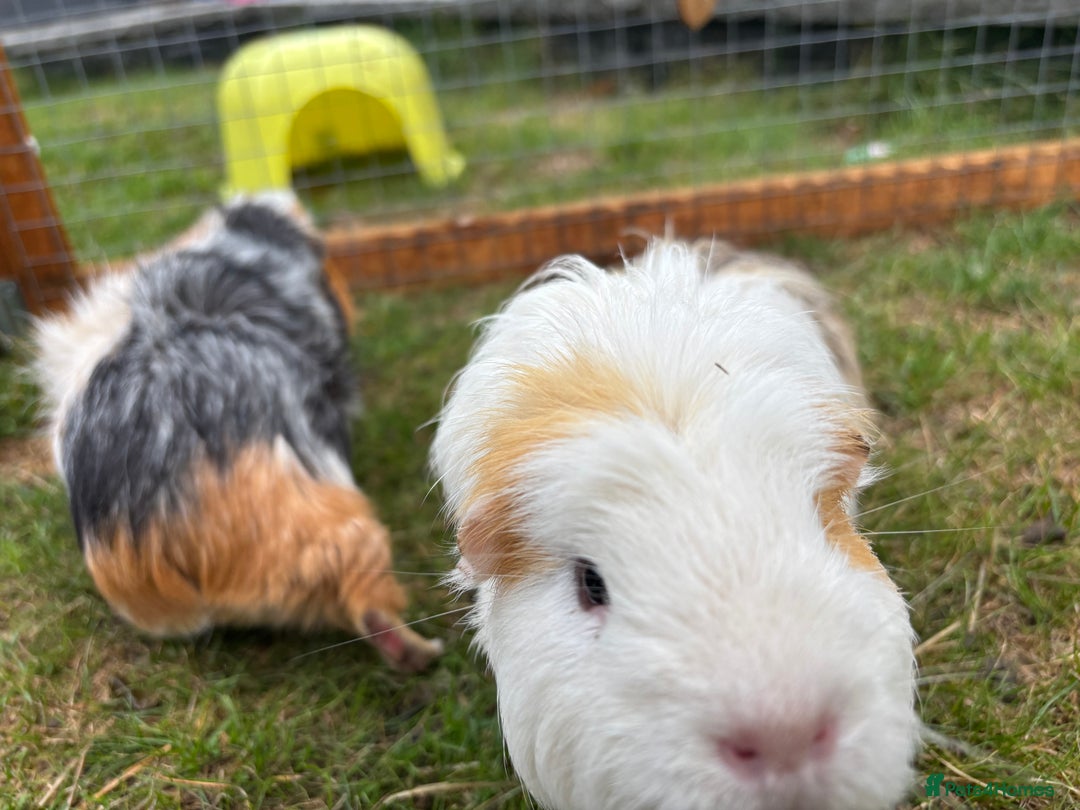 Guinea Pig rodents for sale: Marble and Peanut - Image 2
