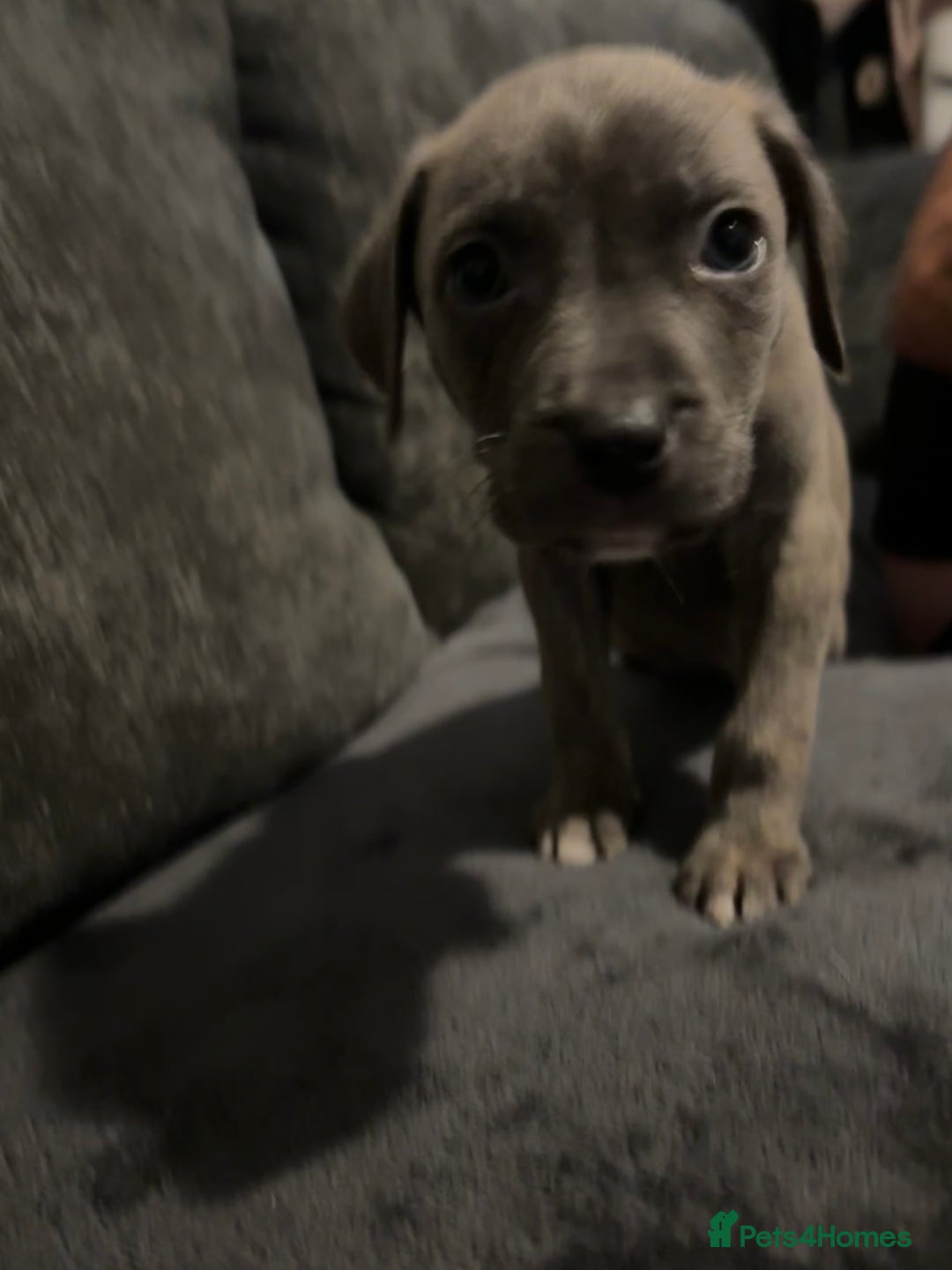 Mixed Breed dogs for sale: Cane corso x pressa pups ready to leave  - Advert 3