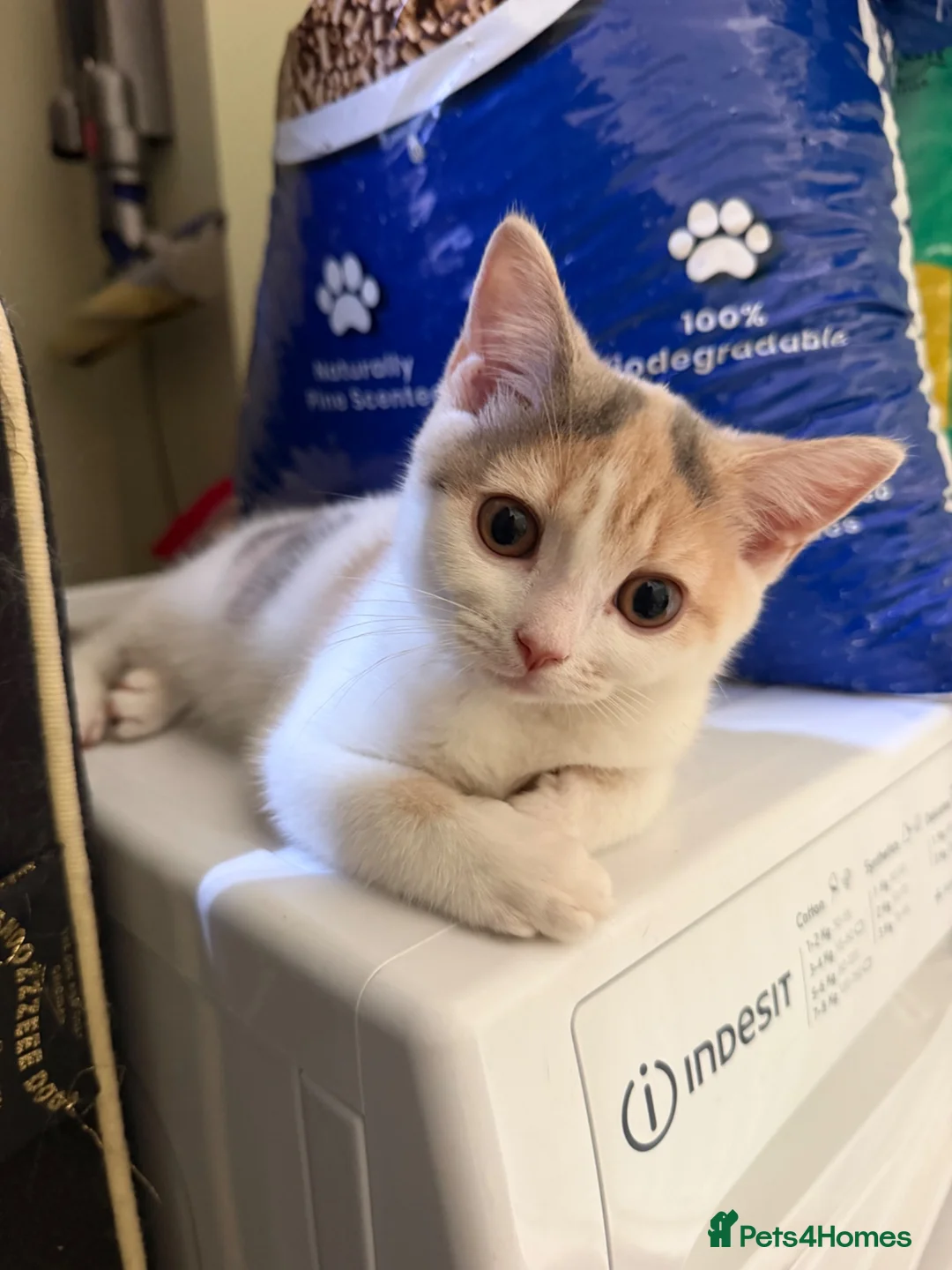 British Shorthair cats for sale: British short hair cross kittens- both together - Advert 4
