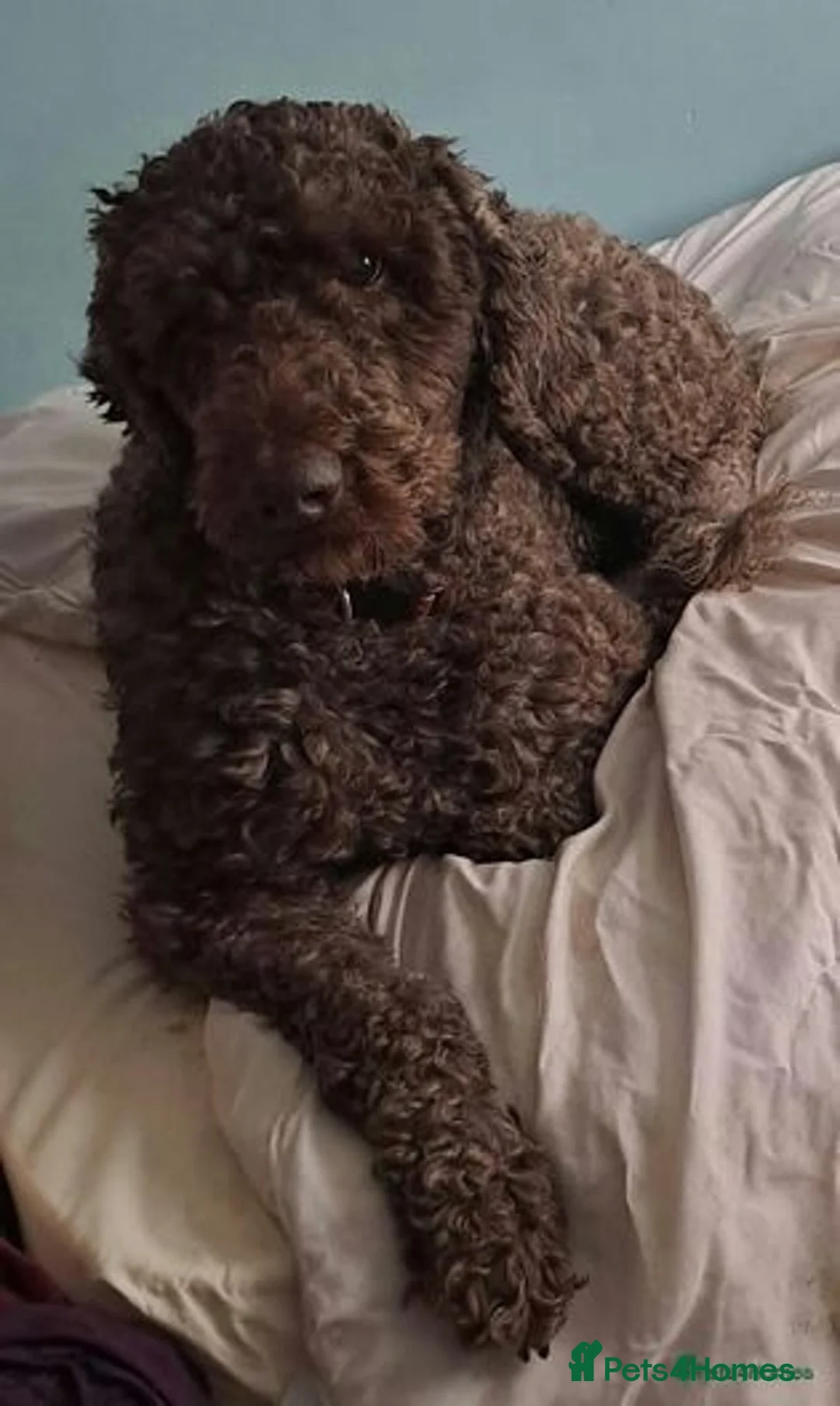 Labradoodle dogs for sale: Curly Coated Hypo-Allergenic Labradoodle Puppies   - Image 17