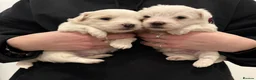Mixed Breed dogs for sale: Maltese cross puppies  - Advert 2