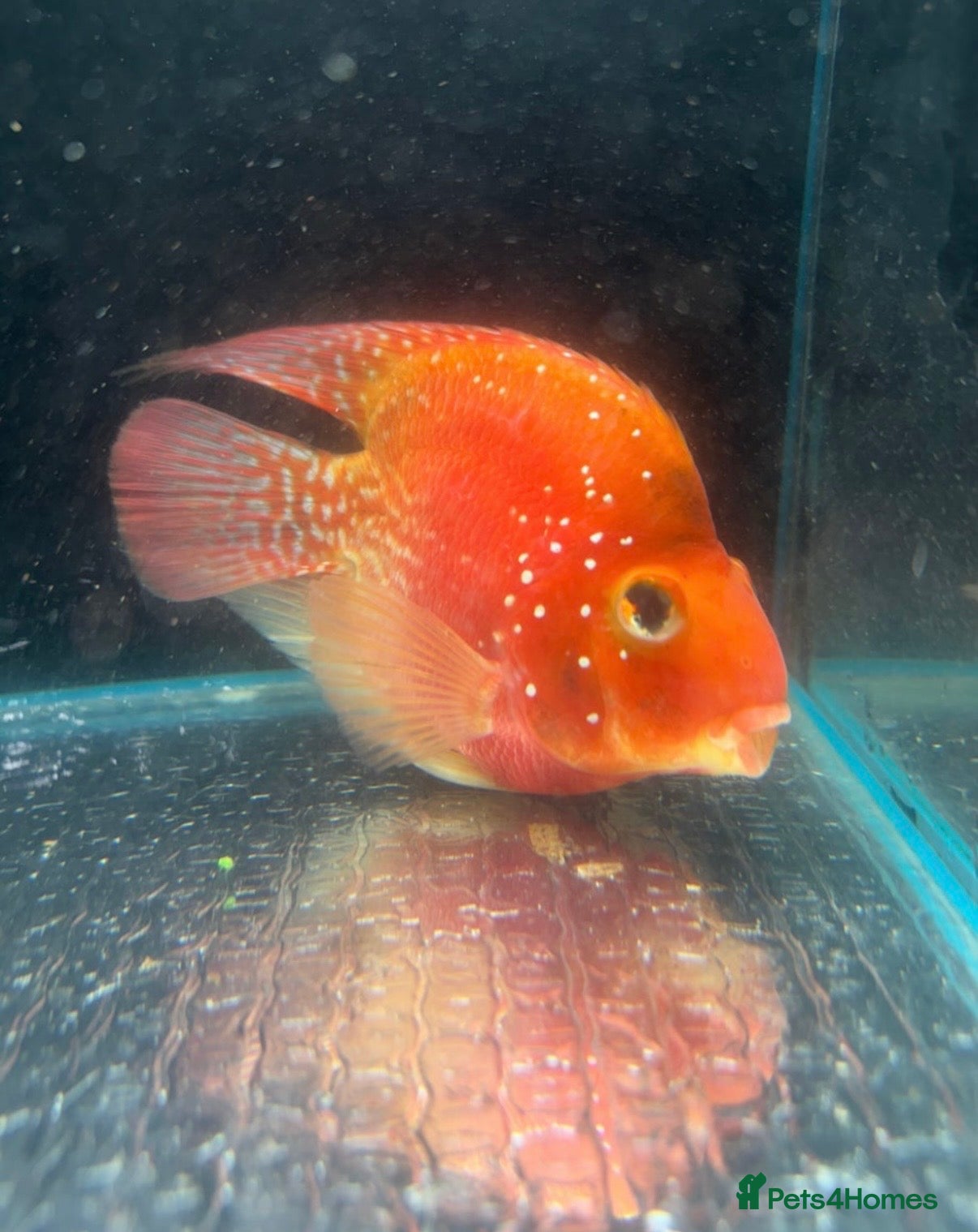 Cichlids fish Crystal parrot fish - Advert 8