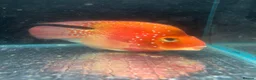 Cichlids fish for sale: Crystal parrot fish in Stockport - Advert 1