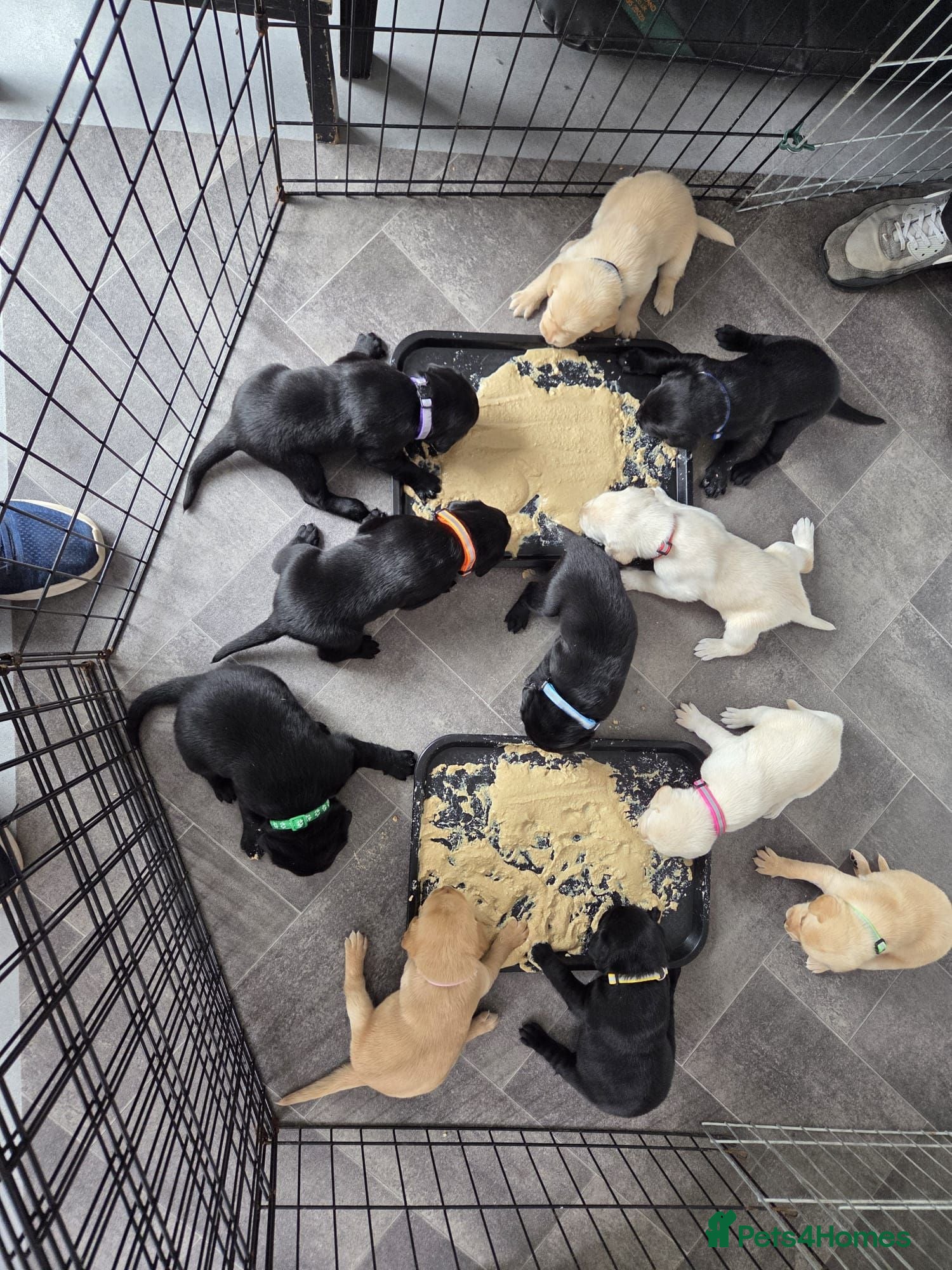 Labrador Retriever dogs Beautiful Labrador Puppies - Advert 2