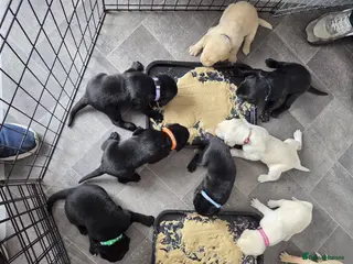Labrador Retriever dogs Beautiful Labrador Puppies - Advert 14