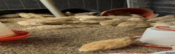 Quail poultry for sale: Jumbo male/female quails ,quality young birds  - Advert 5