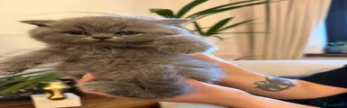 British Shorthair 1