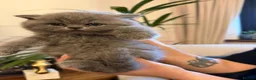 British Shorthair cats for sale: Stunning GCCF  Blue British Shorthair Kittens - Advert 11
