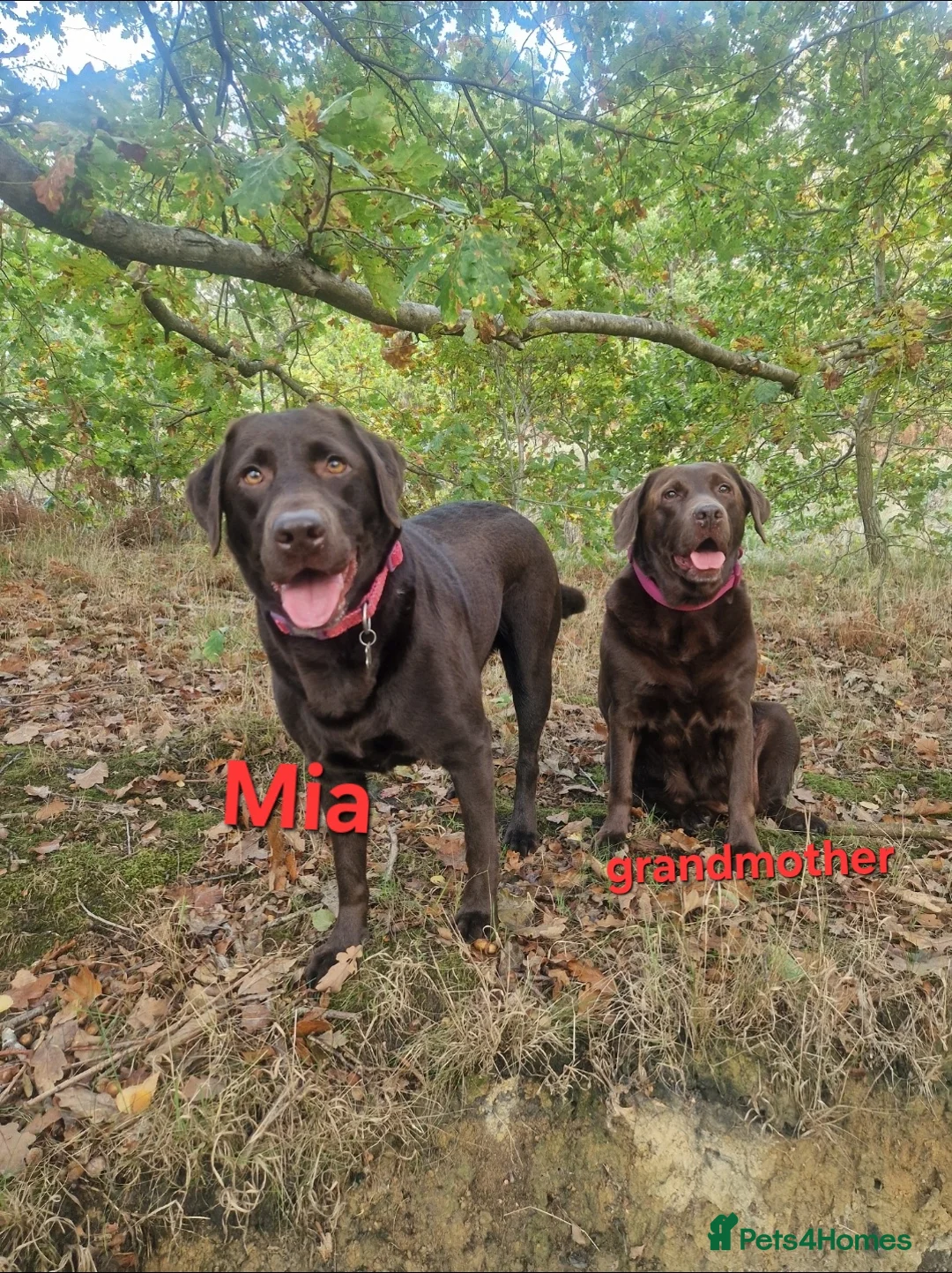 Labrador Retriever dogs for sale: Chocolate Puppies Expected  Waiting List Now Open  - Advert 11