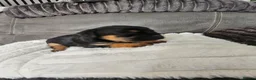 Border Terrier dogs for sale: Border terrier puppies  - Advert 10