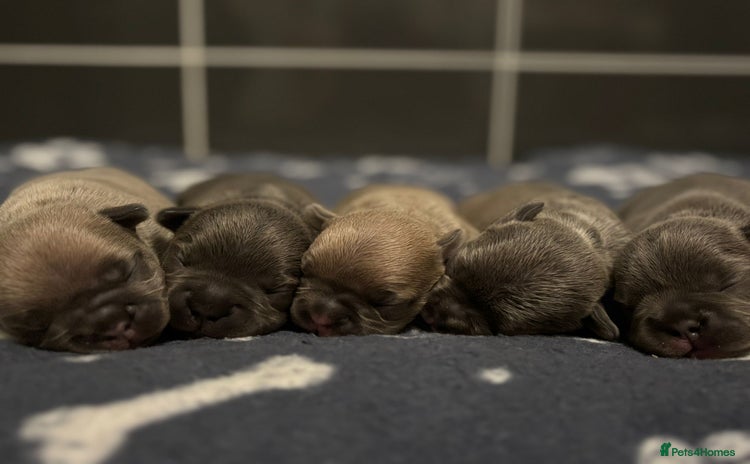 French Bulldog dogs - Advert 3