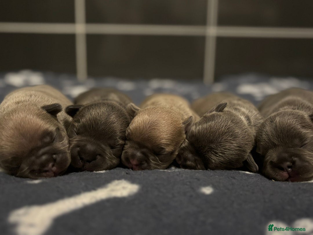 French Bulldog dogs for sale: Beautiful litter of Frenchies - Image 1