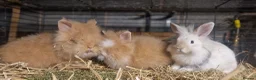 Lionhead rabbits for sale: Lovely tempered little lionhead babies- m and f - Advert 16