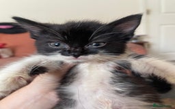 Mixed Breed cats for sale: Two beautiful kittens ready to leave - Image 5