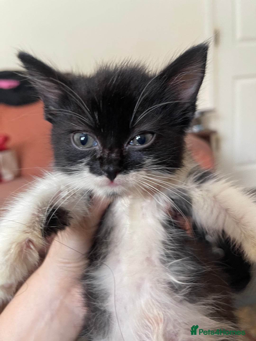Mixed Breed cats for sale: Two beautiful kittens ready to leave - Image 5